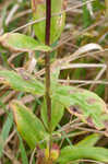 Bottle gentian